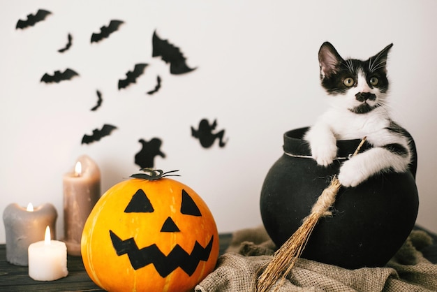 Schattige kat zitten in heksenketel met Jack o lantern pompoen met kaarsen bezem en vleermuizen spoken op griezelige achtergrond Happy Halloween concept atmosferisch beeld