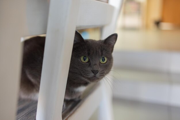 Schattige kat zittend op een witte stoel in de kamer, close-up.