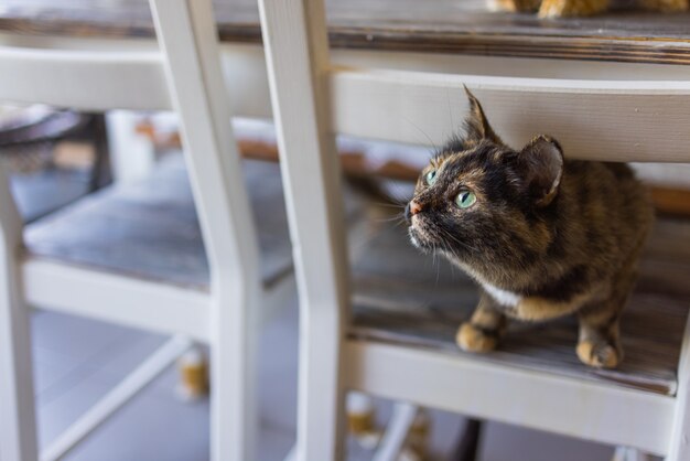 Schattige kat zittend op een witte stoel in de kamer, close-up.