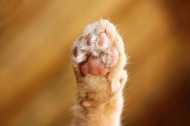 Schattige kattenpootafdruk van onderaf met zacht oranje vacht en wazig oranje achtergrond