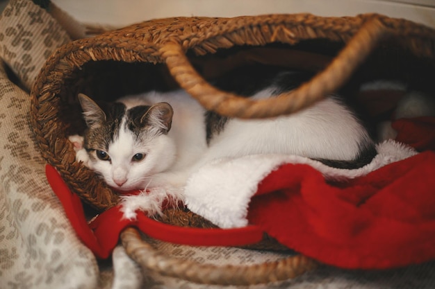 Schattige kattenslaap in rustieke stromand met kerstmuts Vrolijk kerstfeest Huisdier en feestdagen