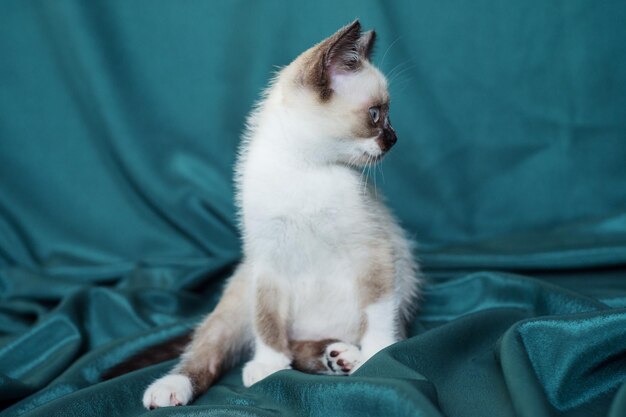 Schattige kitten siamese kat binnen op groene achtergrond