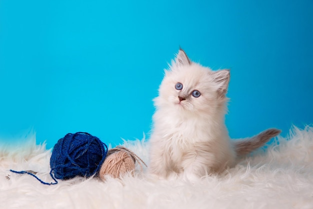 Schattige kitten zittend met een bal van draad op een blauwe achtergrond studio schieten