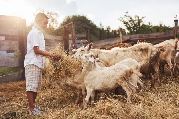 Schattige kleine Afro-Amerikaanse jongen is in de zomer op de boerderij met geiten