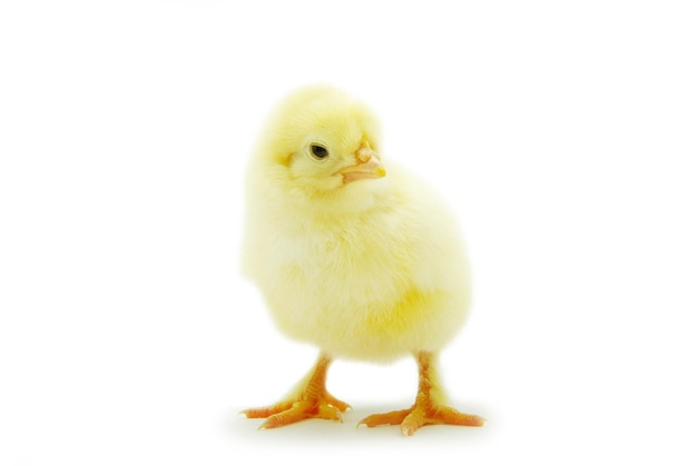 Schattige kleine baby kip geïsoleerd op witte achtergrond