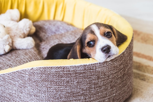 Schattige kleine beagle puppy slaapt in zijn mand