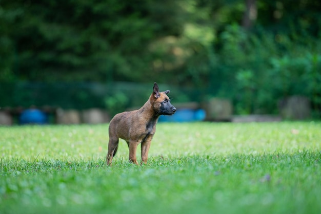 Schattige kleine Belgische Mechelse herder pup