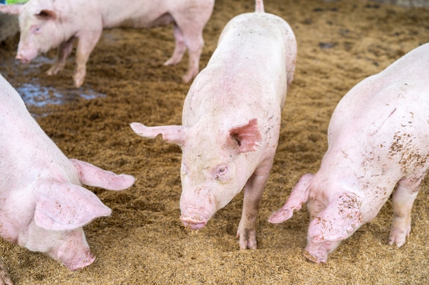 Schattige kleine biggetjes op de boerderij