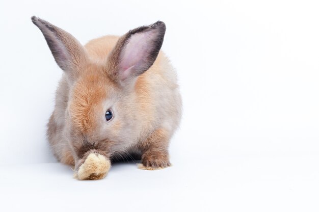 Schattige kleine bruine konijn op een witte achtergrond. Het concept van zoogdieren en Pasen. geïsoleerd