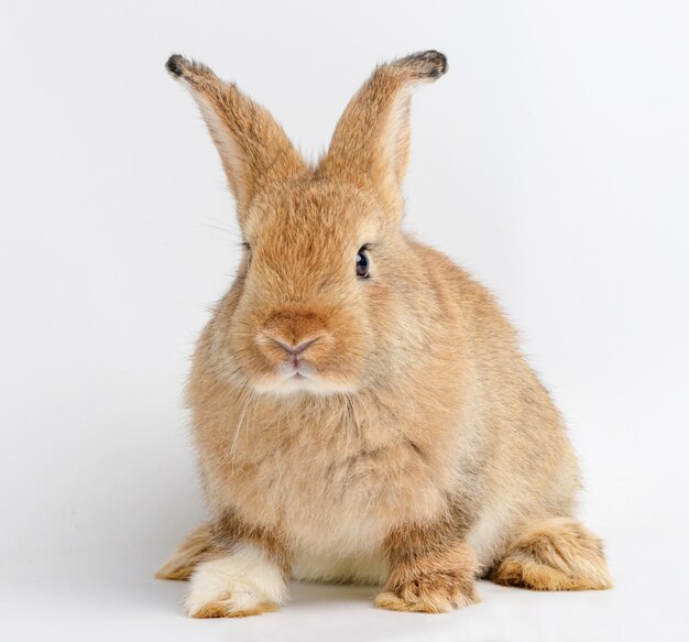 Schattige kleine bruine konijn op een witte achtergrond