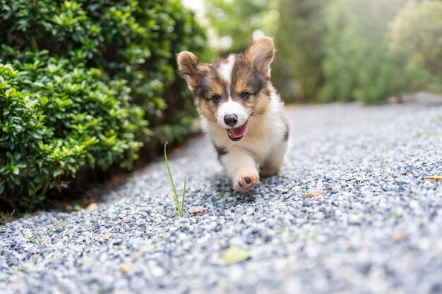 Schattige kleine Corgi Pembroke-puppy die in de tuin rent