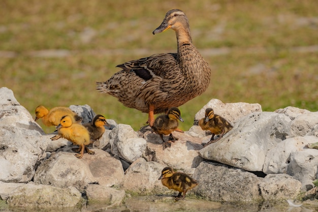 Schattige kleine eendje met eend