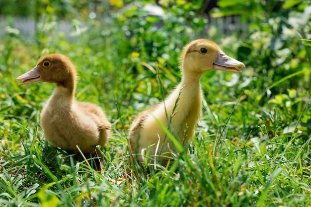 Schattige kleine eendjes lopen op groen gras. Huisdieren.