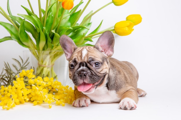 Schattige kleine Franse bulldog puppy met Lentebloemen op witte achtergrond schattig huisdier concept