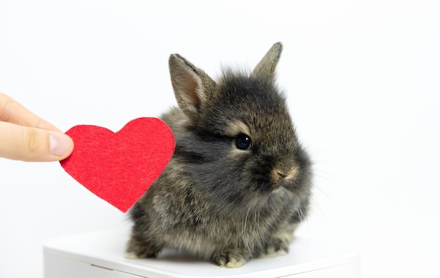 Schattige kleine gember decoratieve bunnyrabbit camera kijken op witte achtergrond in de buurt van rode zachte pluche heartisolated kopie ruimteValentine daylove to petanimal concept