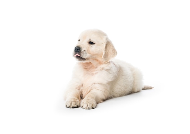 Schattige kleine golden retriever pup zitten geïsoleerd