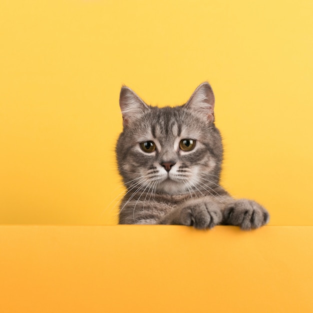 Schattige kleine grijze kat, op een geel, ziet eruit en speelt. Buisiness, copyspace.