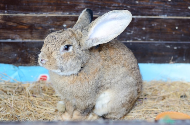 Schattige kleine grijze oren konijn in een paddock.