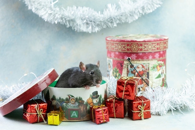 Schattige kleine grijze rat, muis zit in feestelijke geschenkdoos.