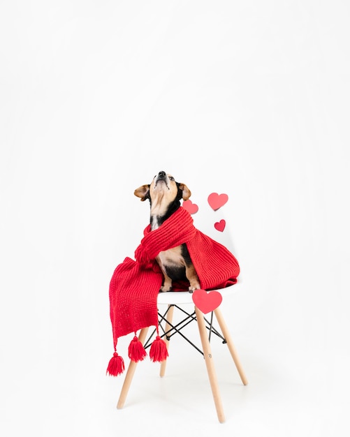 Foto schattige kleine hond bedekt met een sjaal