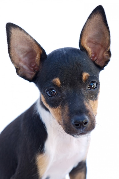 Schattige kleine hond een witte achtergrond (focus in het oog)