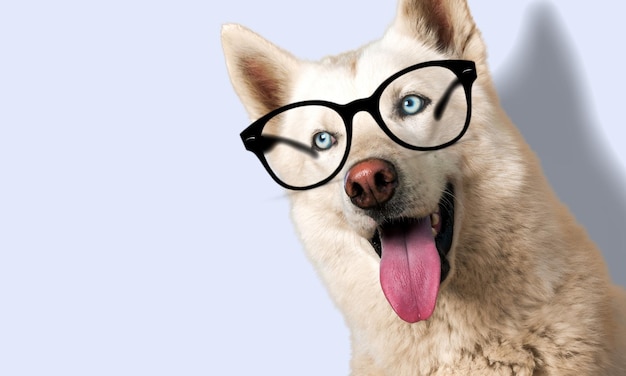 Schattige kleine hond geïsoleerd op de achtergrond