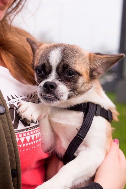 Schattige kleine hond gemengd ras zittend op de handen van een vrouw