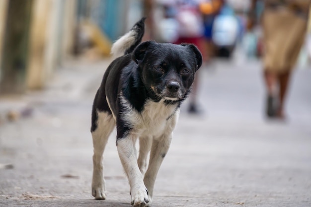 Schattige kleine hond in de straten van de oude hoofdstad van Havana, Cuba