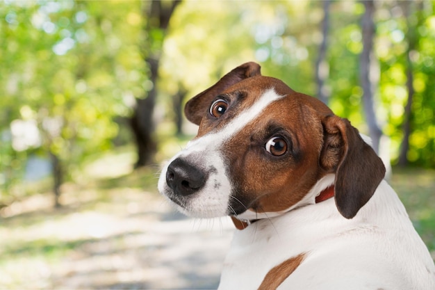 Schattige kleine hond Jack Russell Terriër op achtergrond