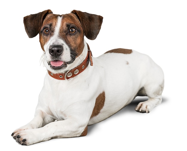 Schattige kleine hond Jack Russell Terriër op witte achtergrond