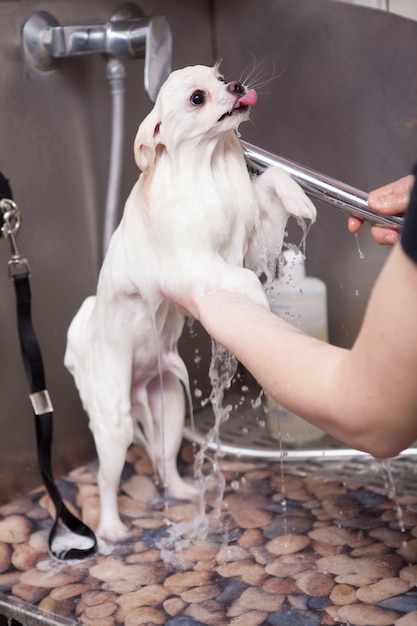 Schattige kleine hond wordt gewassen bij trimsalon