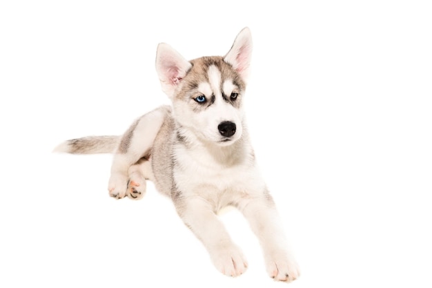 Schattige kleine husky puppy geïsoleerd op witte achtergrond