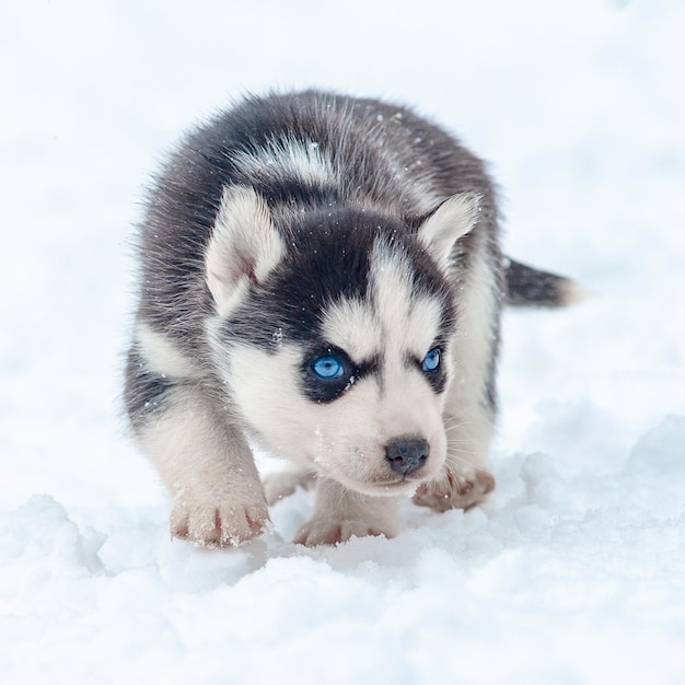 Schattige kleine husky puppy in de sneeuw