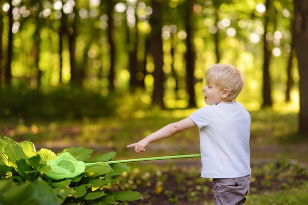 Schattige kleine jongen vangt vlinders met schepnet op zonnige weide