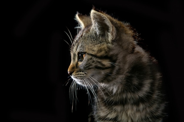 schattige kleine kat geïsoleerd op zwarte achtergrond