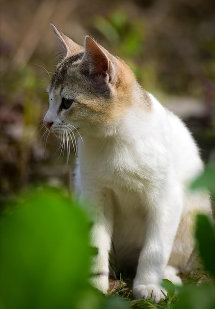 Foto schattige kleine kat ontspannen schattige kitten harige kat mooie kat foto kat behang schattige kat