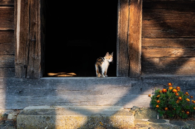 Schattige kleine kat op een deuropening van een houten huis