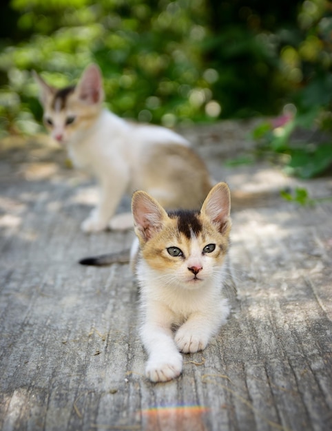 Foto schattige kleine kat zit schattig kitten harige kat mooie kat foto kat behang schattige kitten