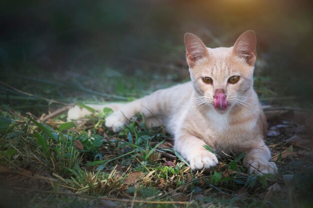 Schattige kleine katten spelen op het groene gazon