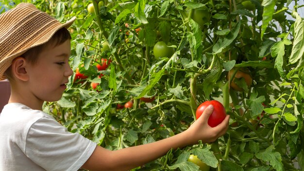 Schattige kleine kindjongen in strohoed houdt tomaten vast in kas. kid tuinieren en oogsten. concept van gezonde biologische groenten voor kinderen. vegetarisme voor kinderen