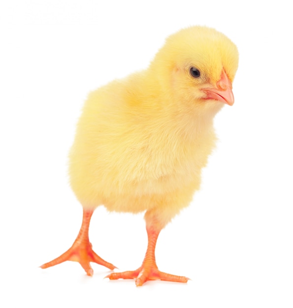 Schattige kleine kip geïsoleerd op wit
