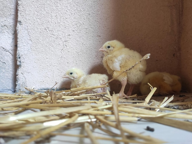 Schattige kleine kippen op de boerderij