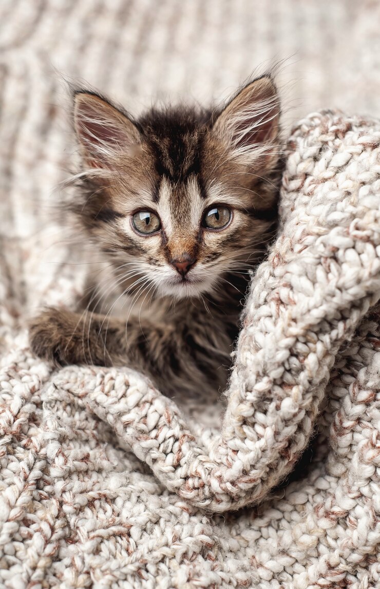 Foto schattige kleine kitten in een zachte deken