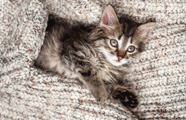 Schattige kleine kitten in een zachte deken