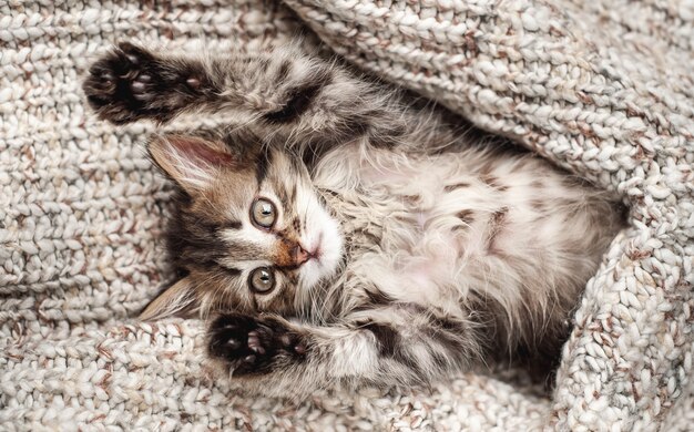 Schattige kleine kitten in een zachte deken