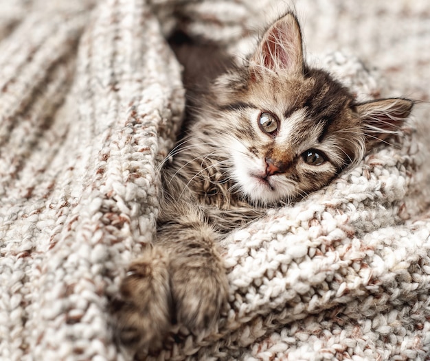 Schattige kleine kitten in een zachte deken