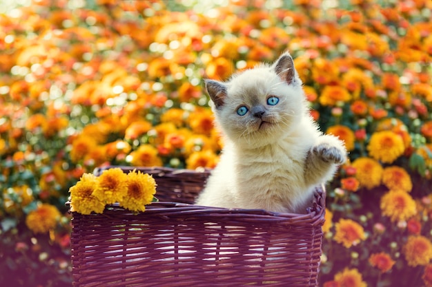 Schattige kleine kitten in oranje madeliefjebloemen