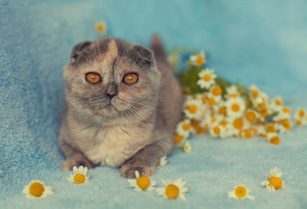 Schattige kleine kitten met bloemen