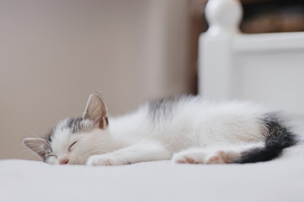 Schattige kleine kitten slapen op zacht bed portret van schattige slaperige kitty op deken zoete dromen