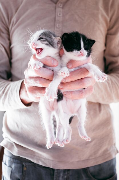 Schattige kleine kittens in mannelijke handen